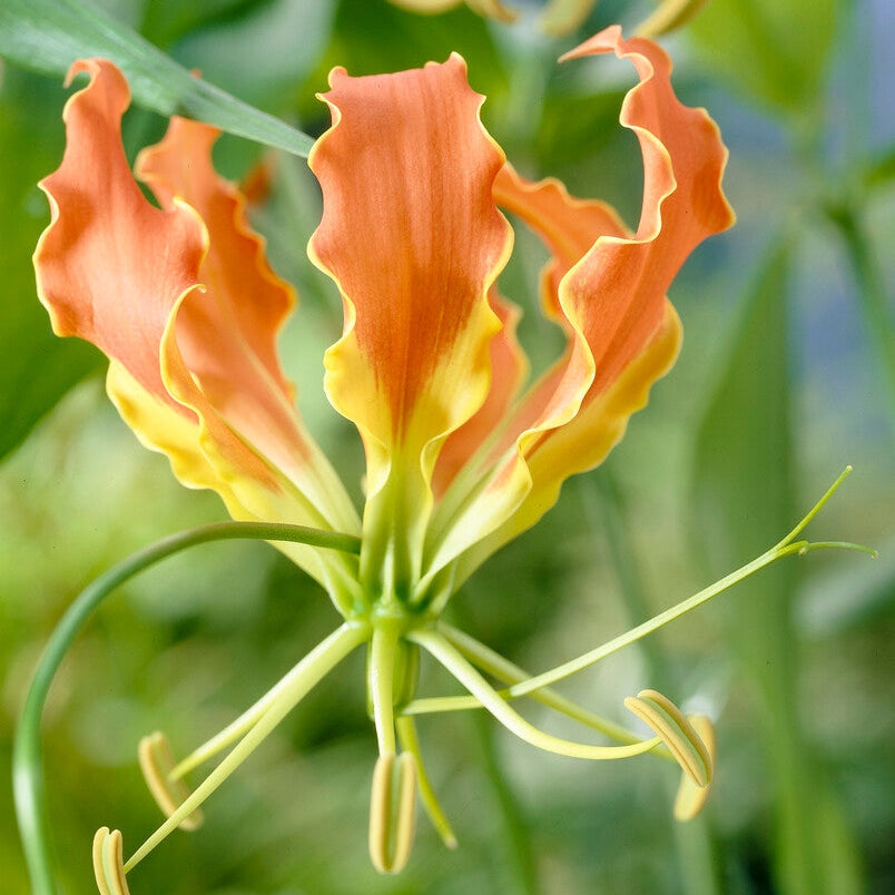 Klänglilja-Gloriosa Superba 1-pack